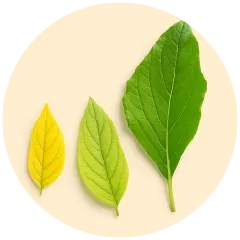 Greener Leaves Image