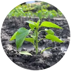 Plant Growth Image