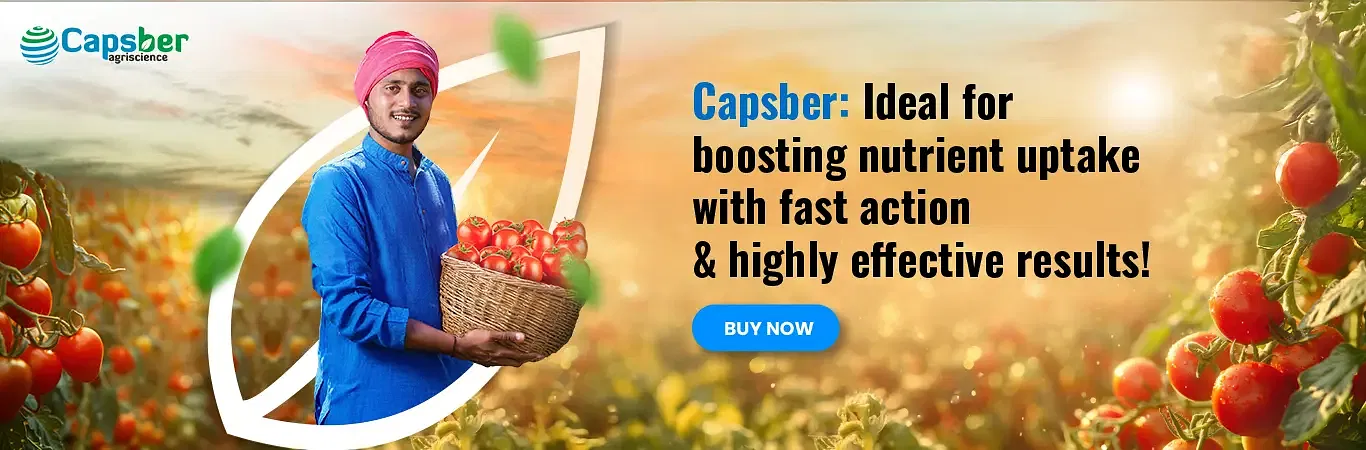 Capsber Products Image 1
