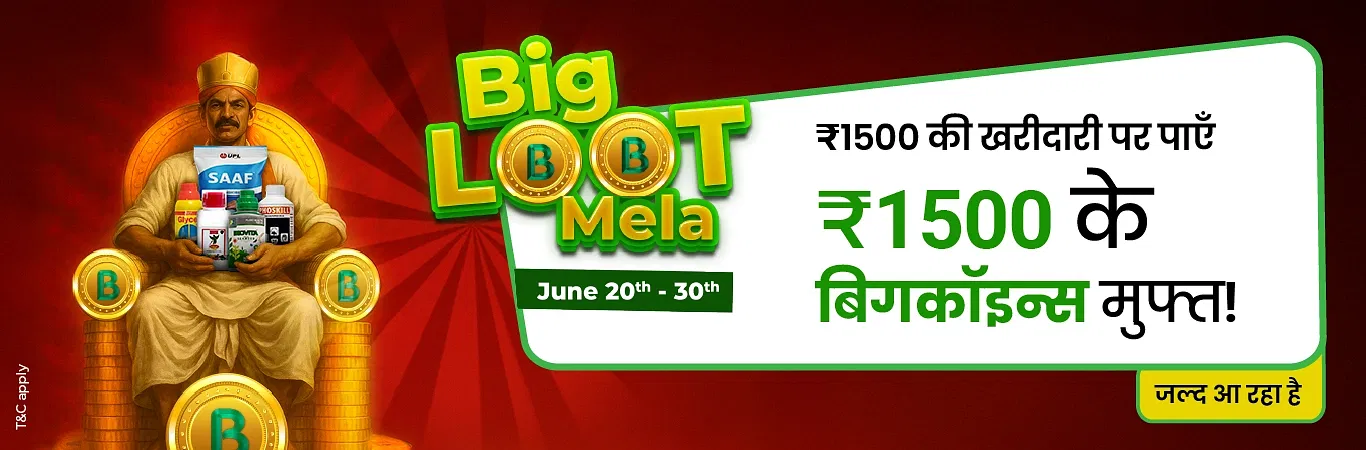 Big Loot Mela I Hype Image 1