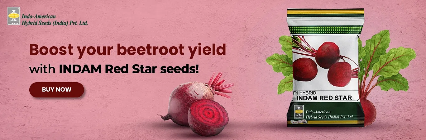 Indam Red Star Beetroot Seeds Image 2