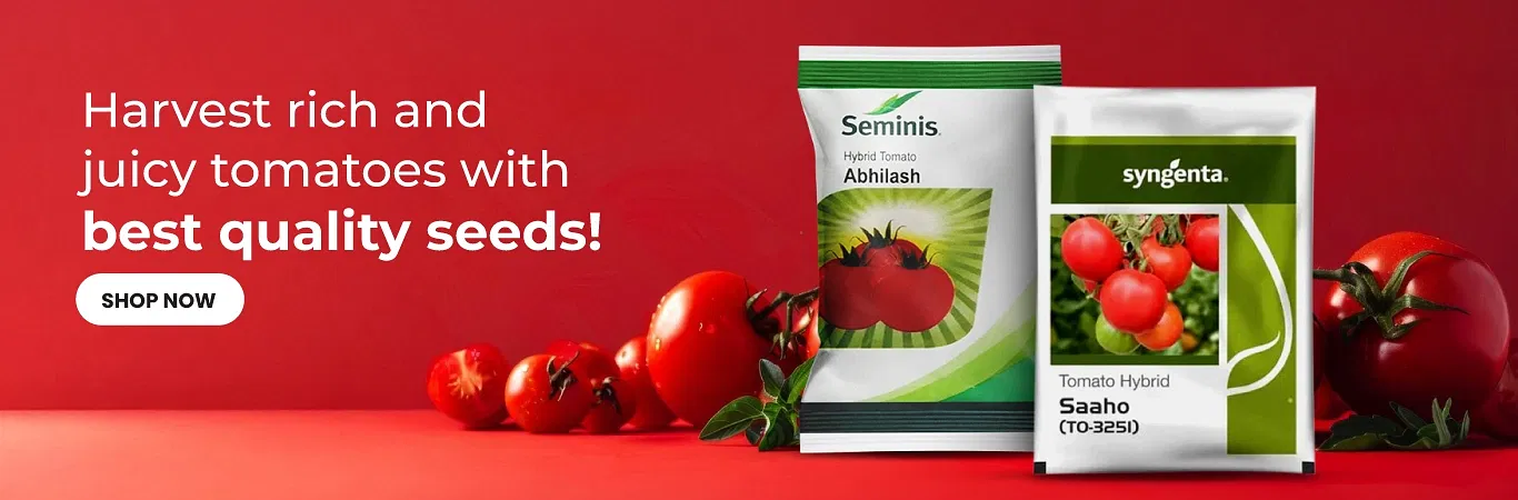 Tomato Seeds Image 3
