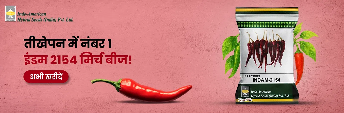 Indam 2154 Chilli Seeds Image 3