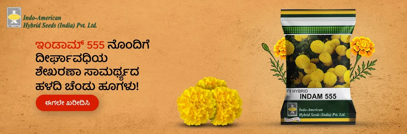 Indam 555 Marigold Seeds Image 7
