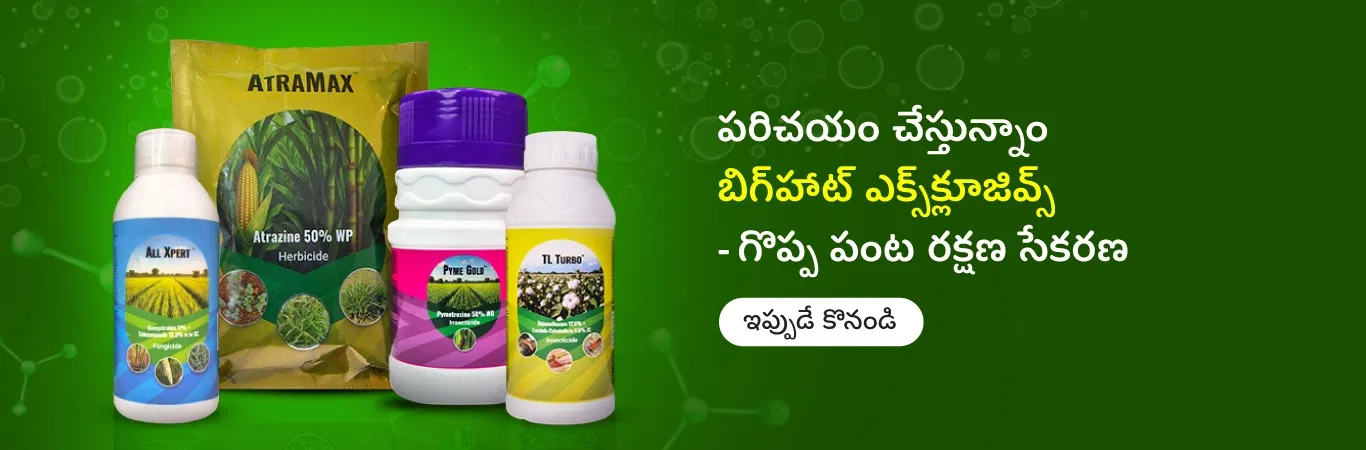 Bighaat Exclusives Image 2