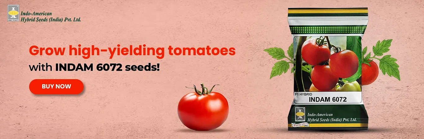 Indam 6072 Tomato Seeds Image 2