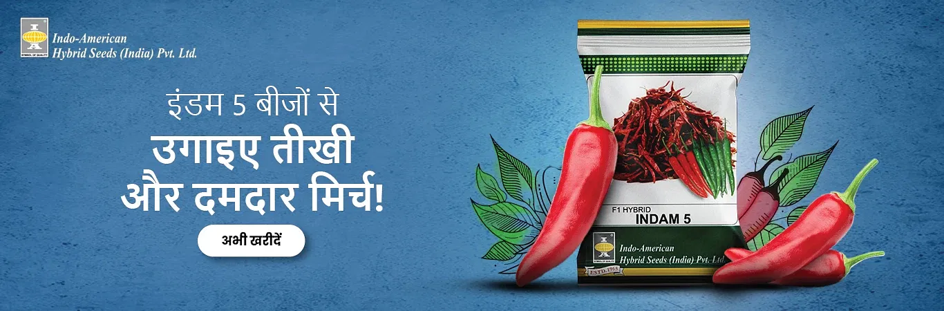 Indam 5 Chilli Seeds Image 3
