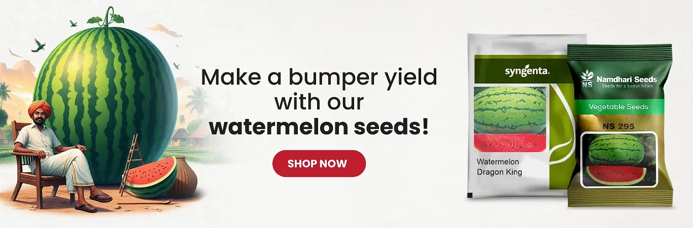 Watermelon Seeds Image 4