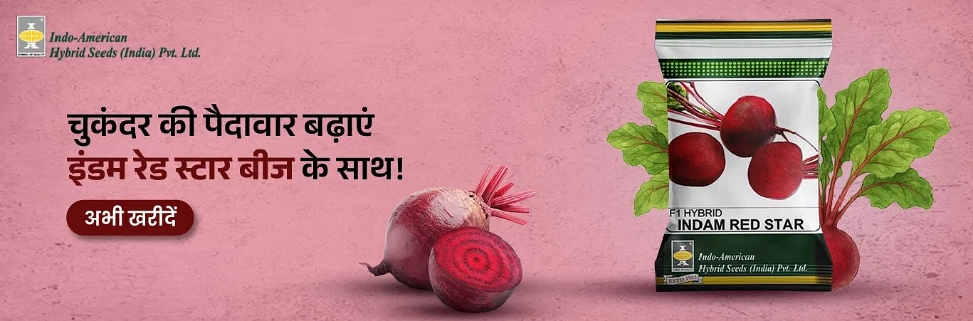 Indam Red Star Beetroot Seeds Image 2