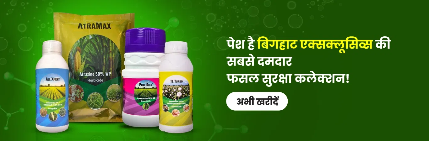 Bighaat Exclusives Image 4