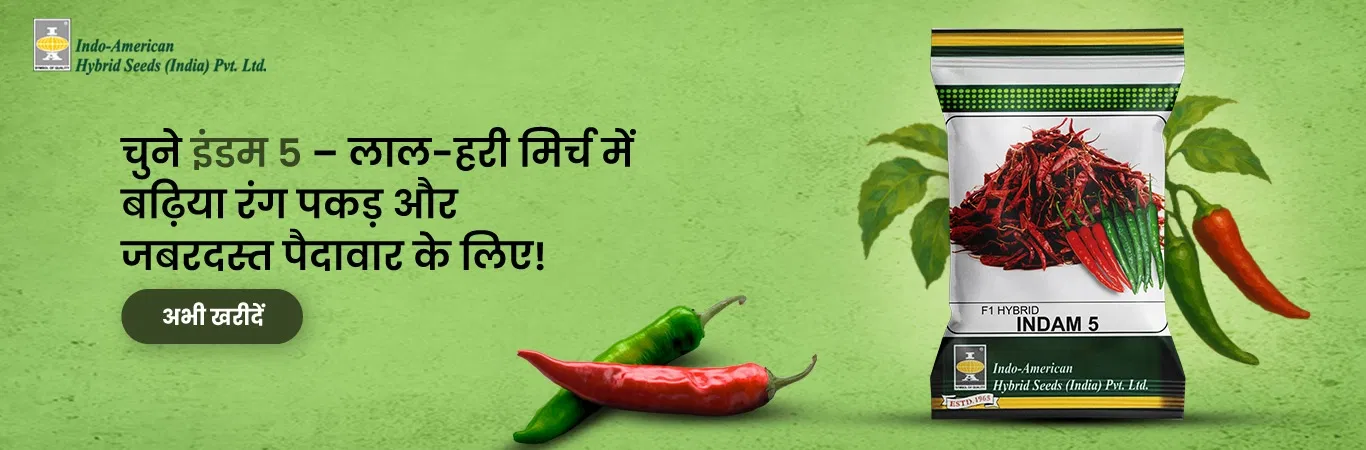Indam 5 Chilli Seeds Image 1