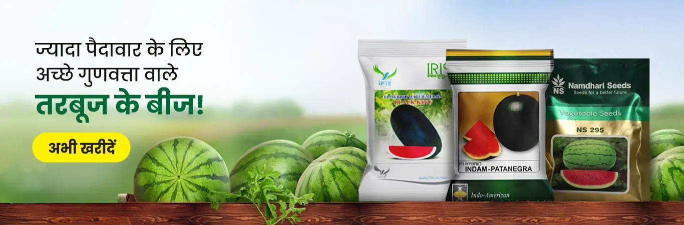 Watermelon Seeds Image 6