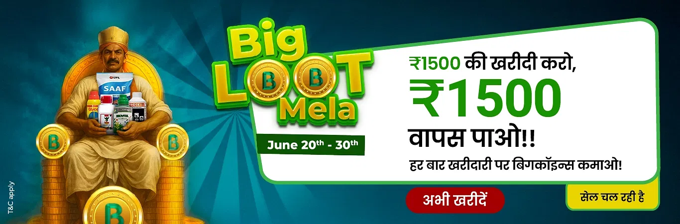 Big Loot Mela I Sale is Live Image 1