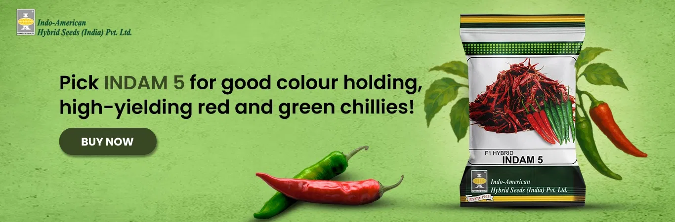 Indam 5 Chilli Seeds Image 1