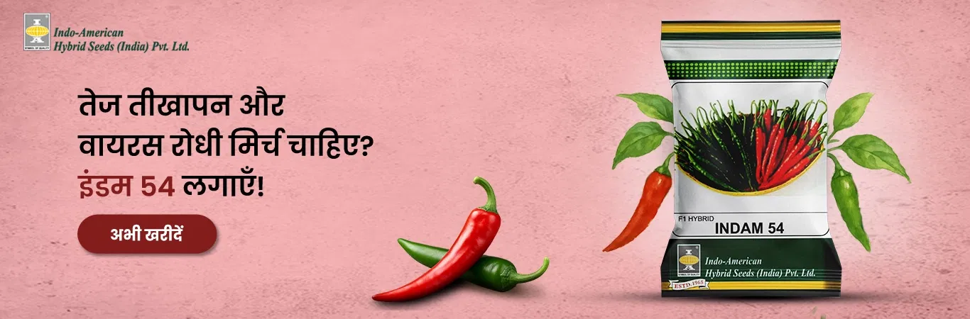 Indam Chilli 54 Image 3