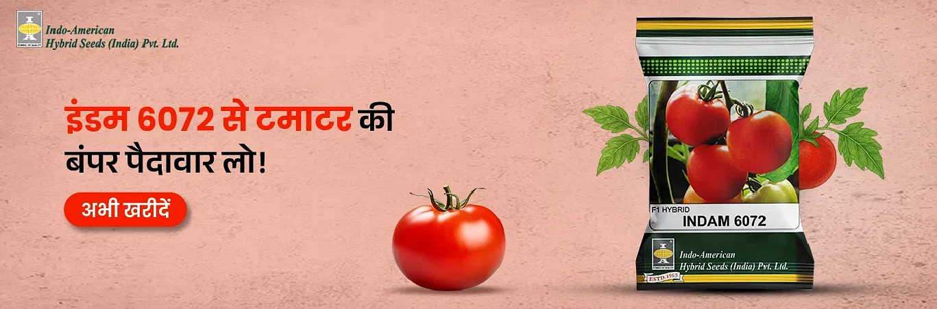 Indam 6072 Tomato Seeds Image 3