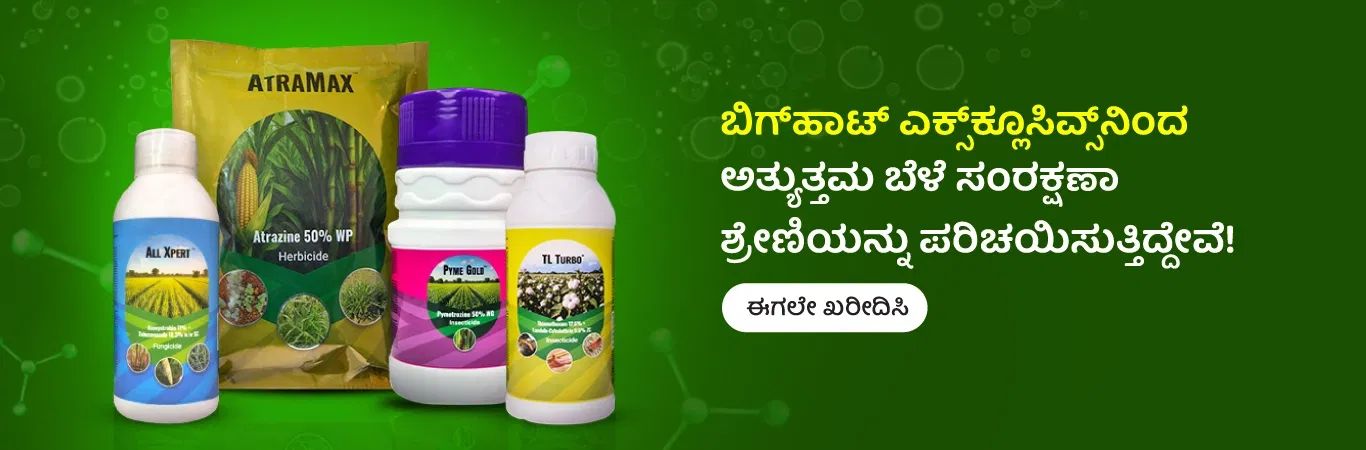 Bighaat Exclusives Image 3