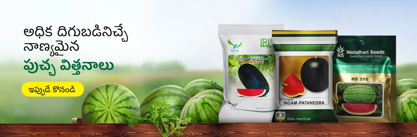 Watermelon Seeds Image 3