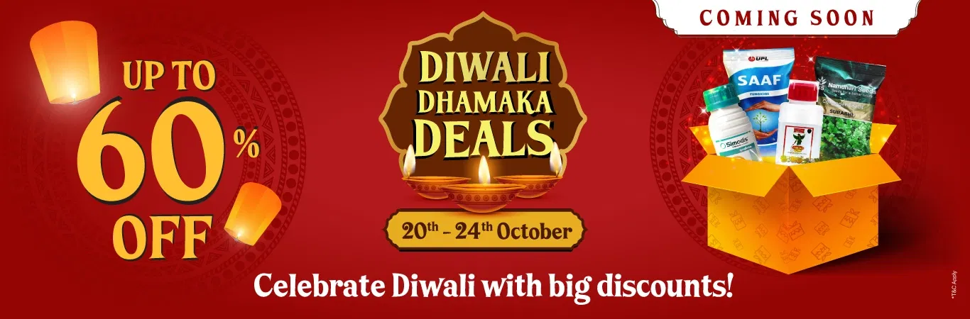 DDS'25 Sale I Hype Image 1