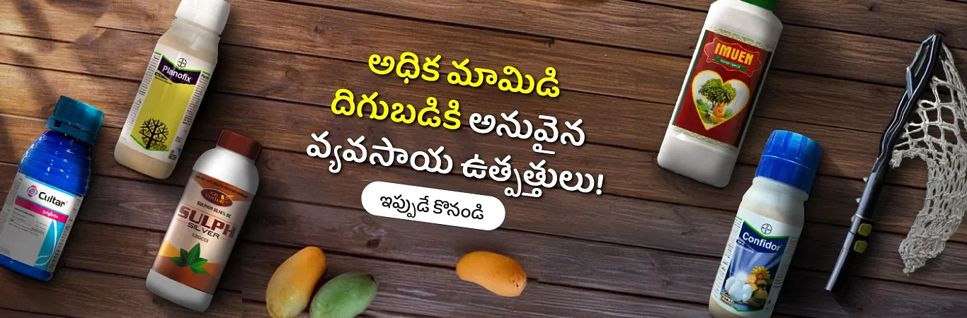 Mango Crop Needs Image 4