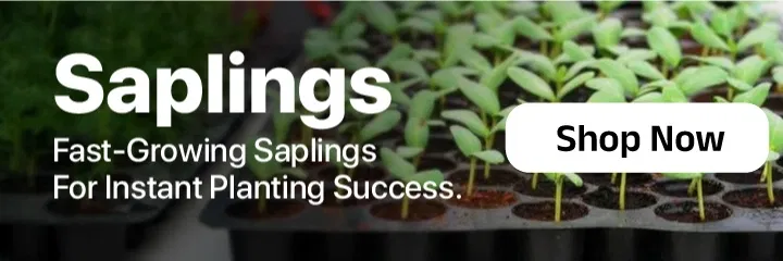 seedsLandingPageSmallBanners