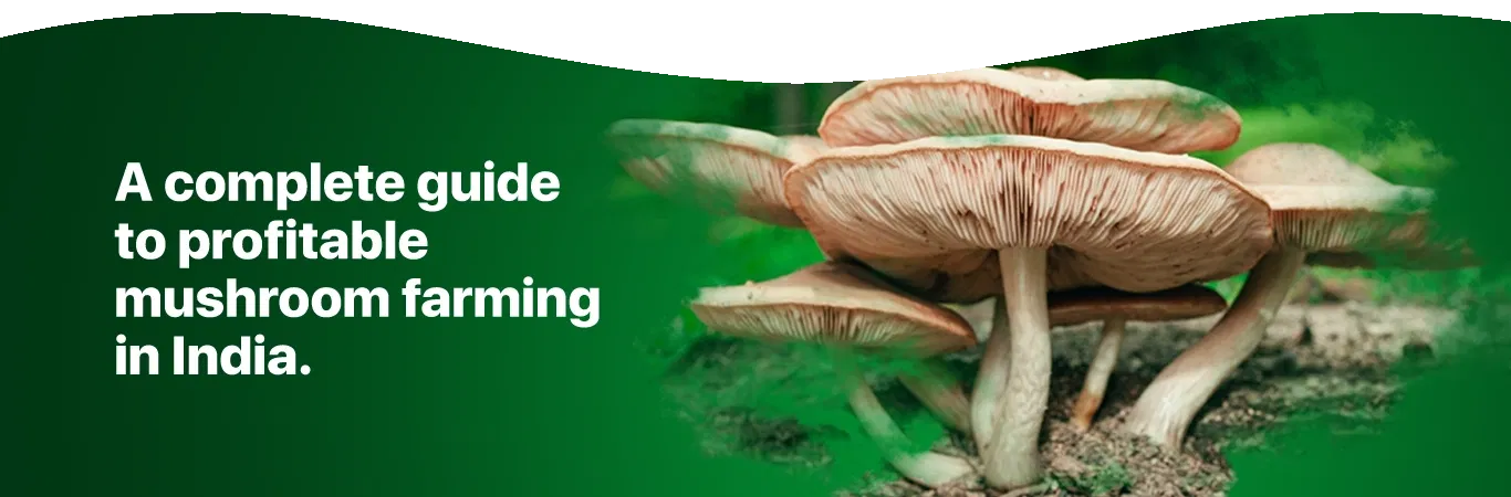 Urban Gardening Banner 0