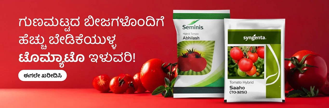 Tomato Seeds Image 2