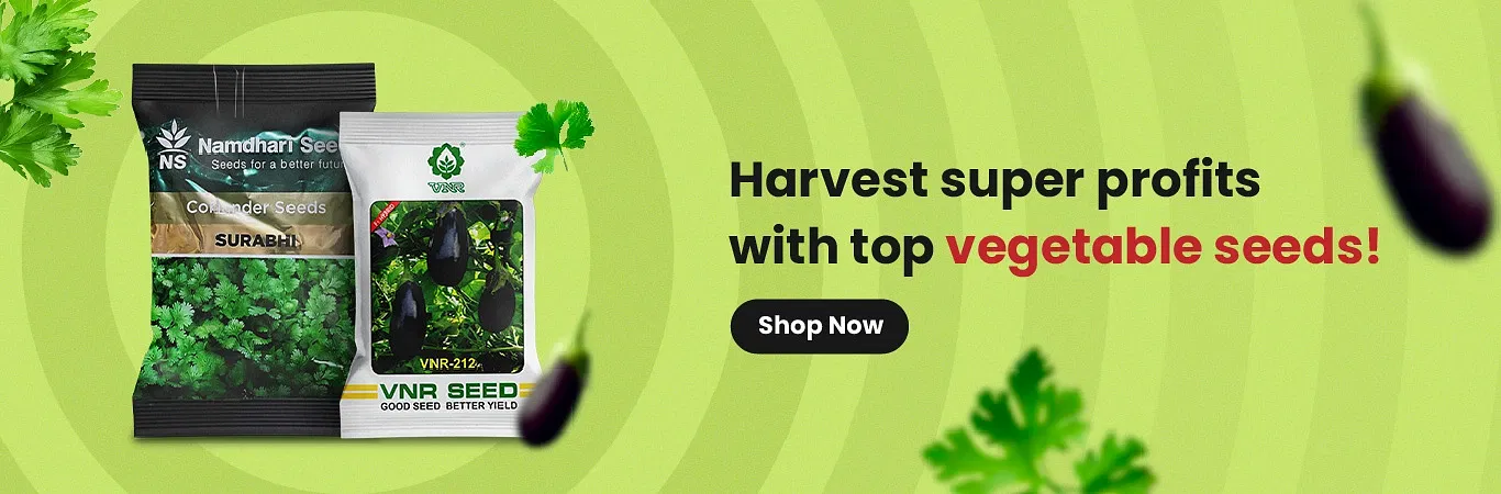Vegetable Seeds Image 5