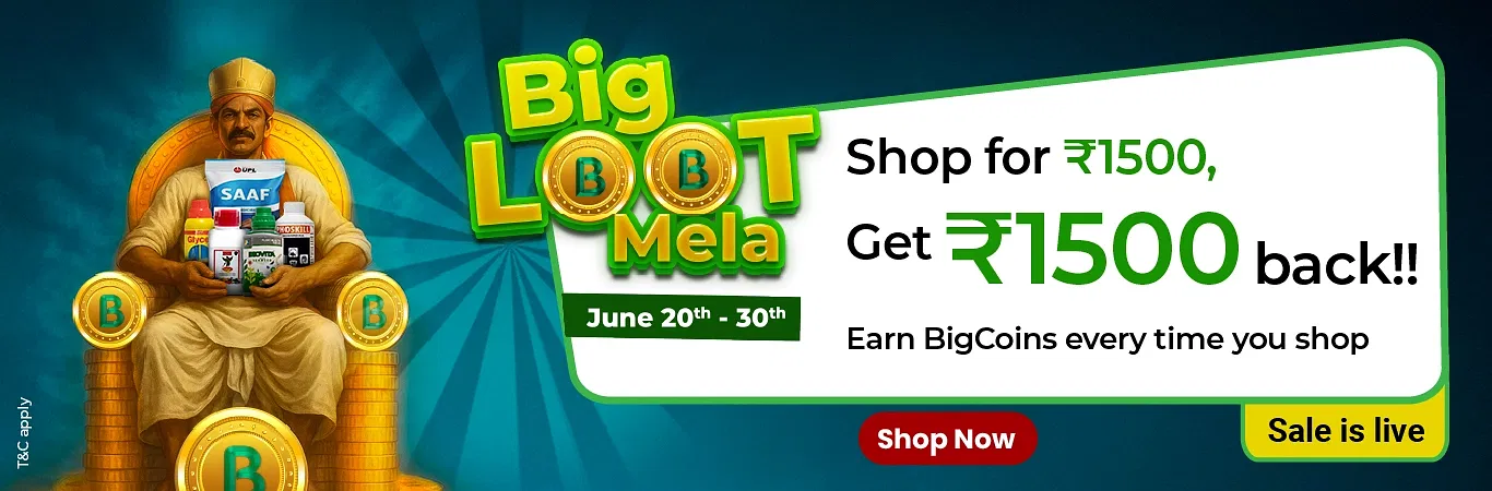 Big Loot Mela I Sale is Live  Image 1