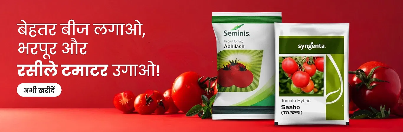 Tomato Seeds Image 3