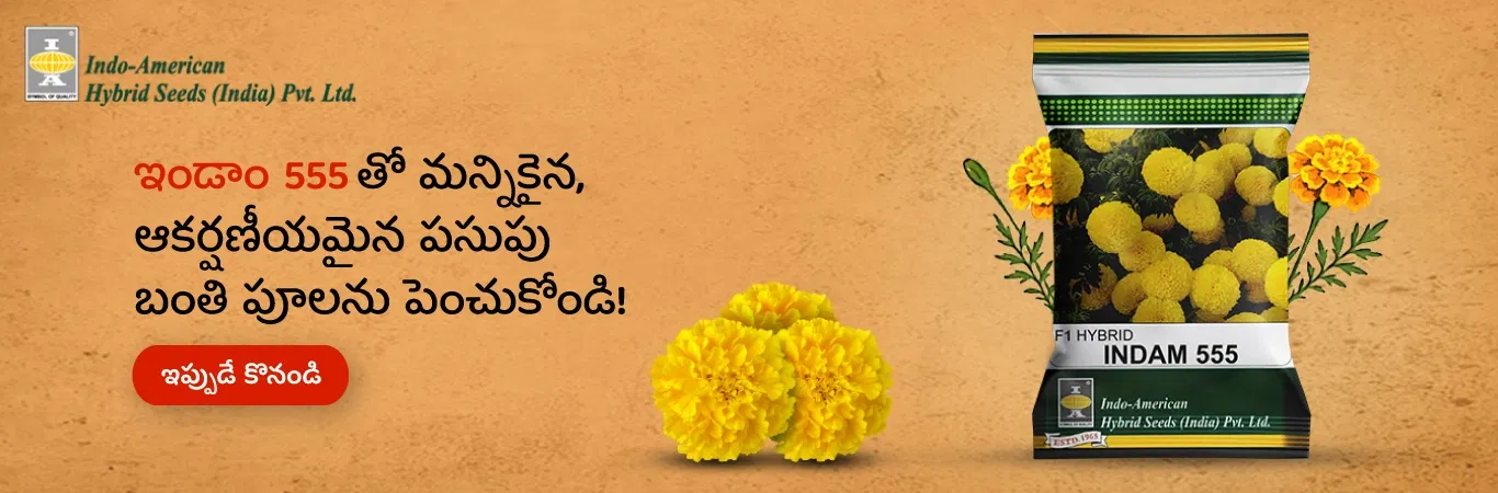 Indam 555 Marigold Seeds Image 7