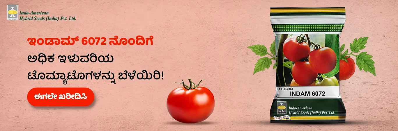 Indam 6072 Tomato Seeds Image 2