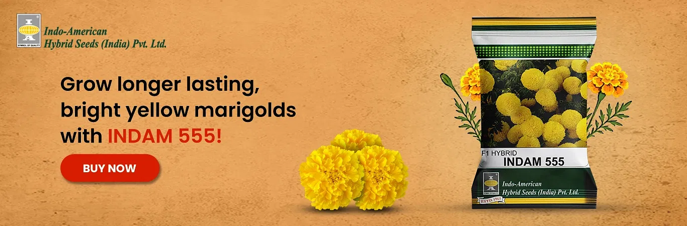Indam 555 Marigold Seeds Image 5