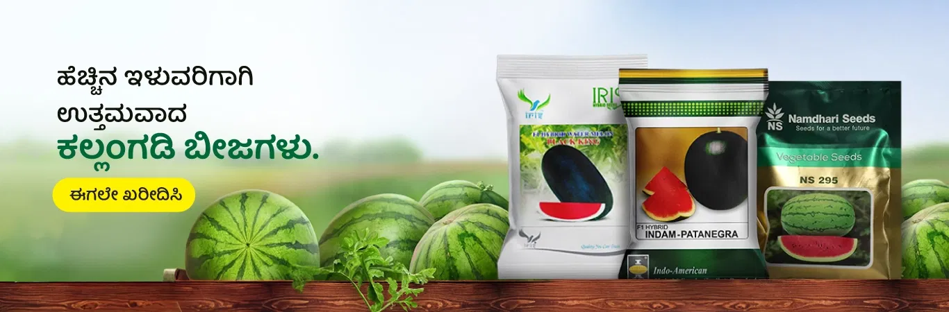 Watermelon Seeds Image 7