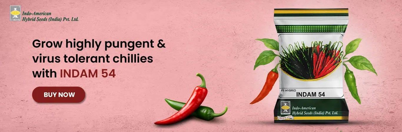 Indam Chilli 54 Image 3