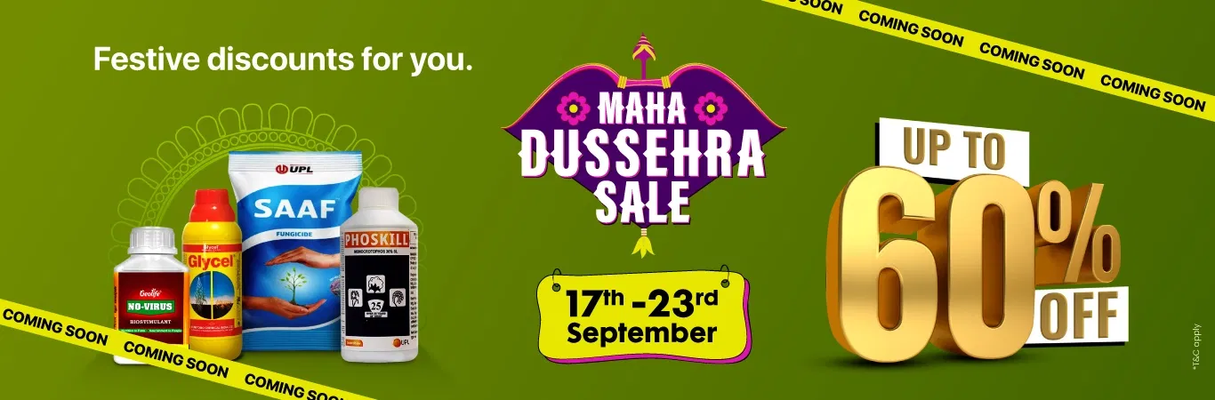 MDS'25 Sale I Hype Image 1