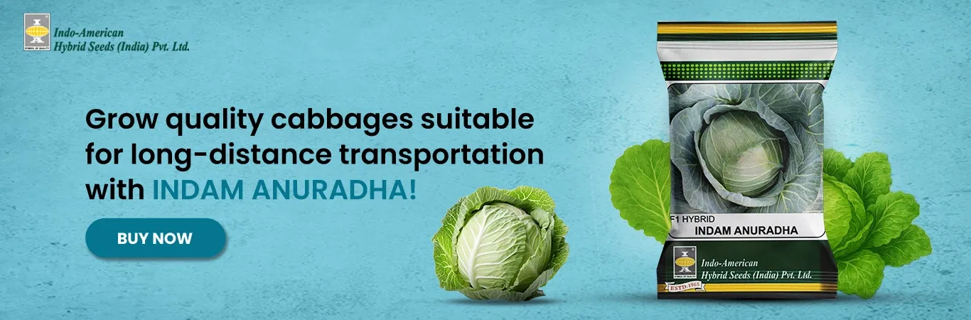 Indam Anuradha Cabbage Image 4