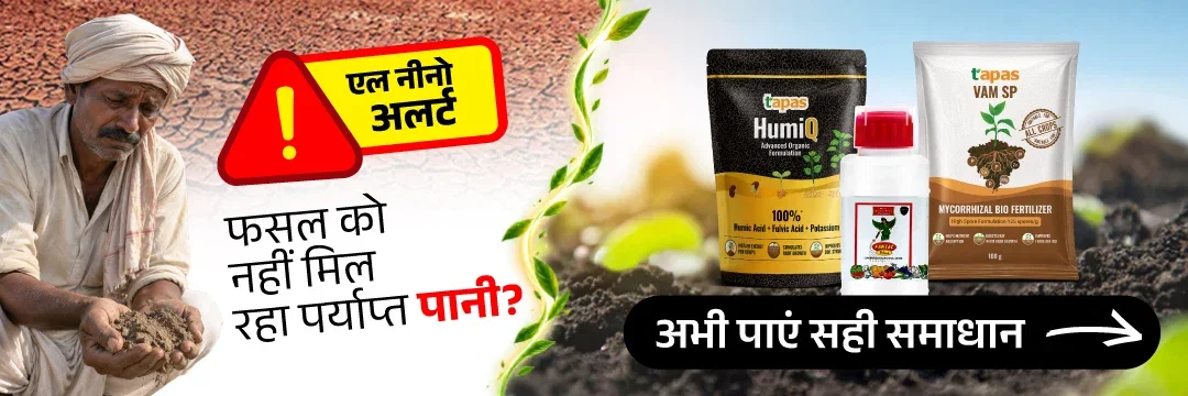 एल-नीनो हीट स्ट्रेस मैनेजमेंट और समाधान