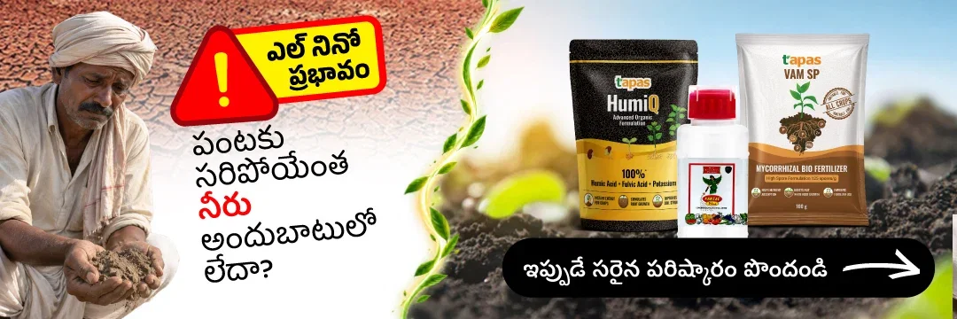 ఎల్-నైనో ఉష్ణ ఒత్తిడి నిర్వహణ మరియు పరిష్కారాలు